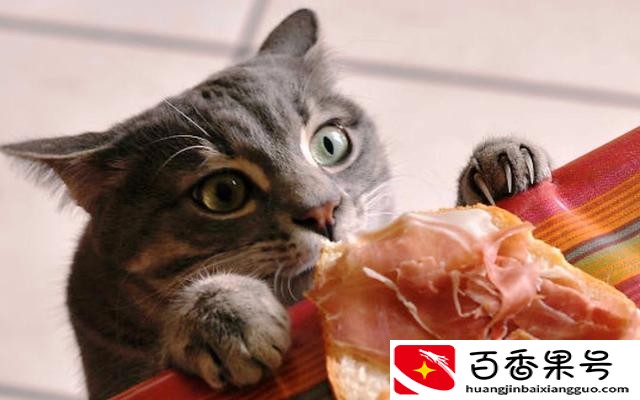 没有猫粮的情况下喂猫吃什么