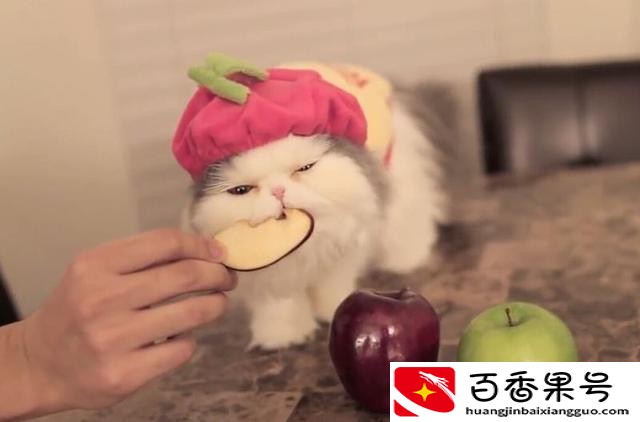 没有猫粮的情况下喂猫吃什么