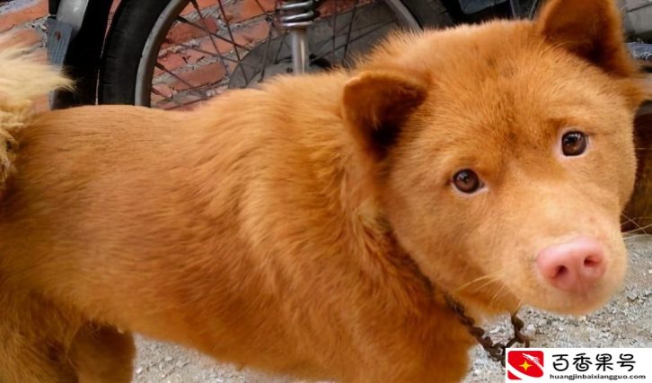 家里养狗真能旺家吗
