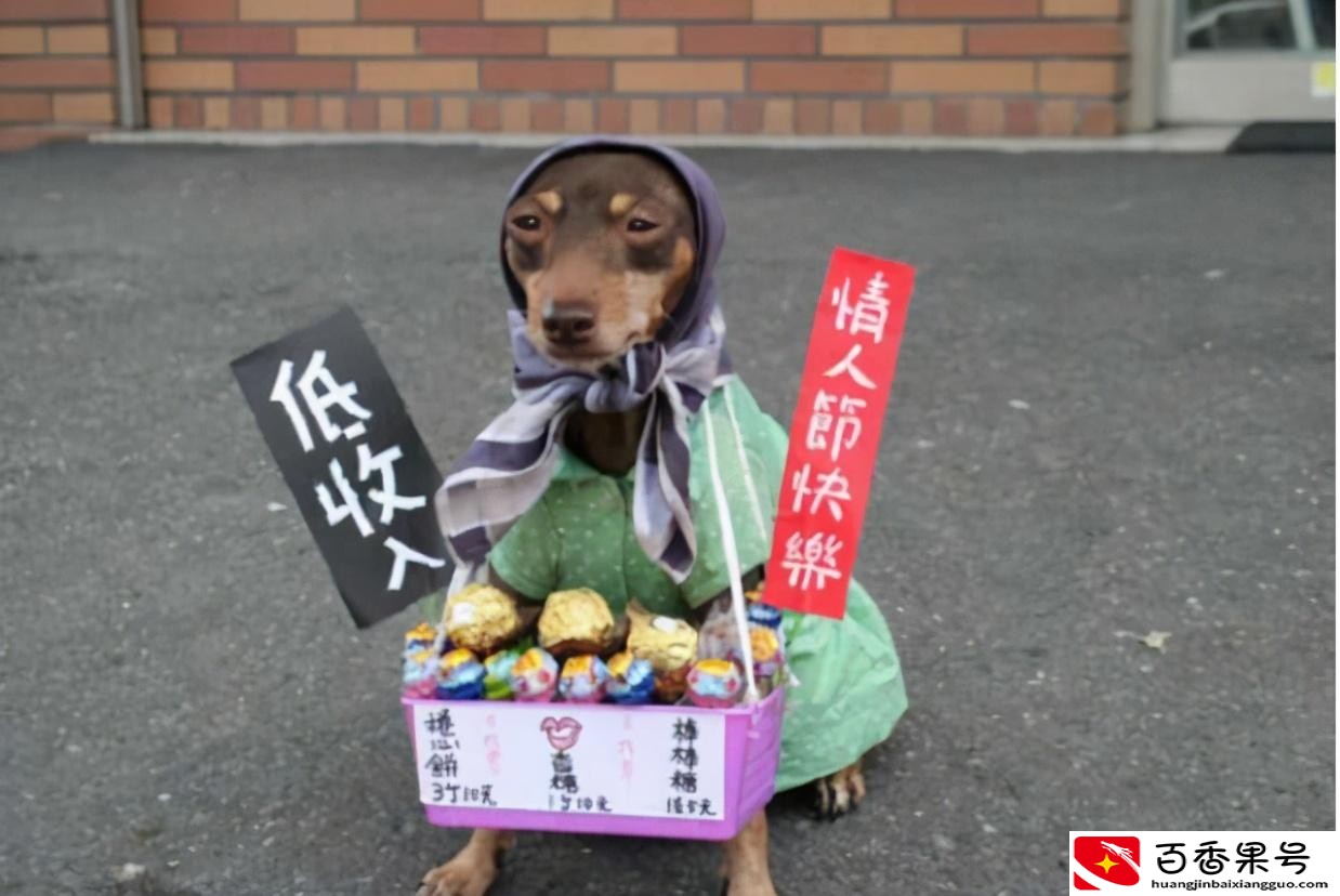 家里养狗真能旺家吗
