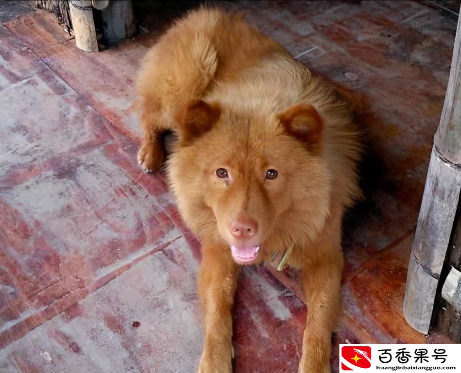 家里养狗真能旺家吗