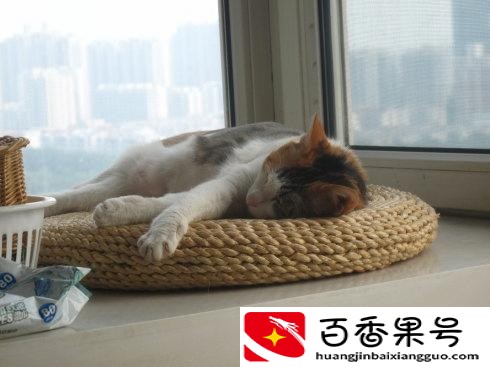 养猫之后运气越来越差