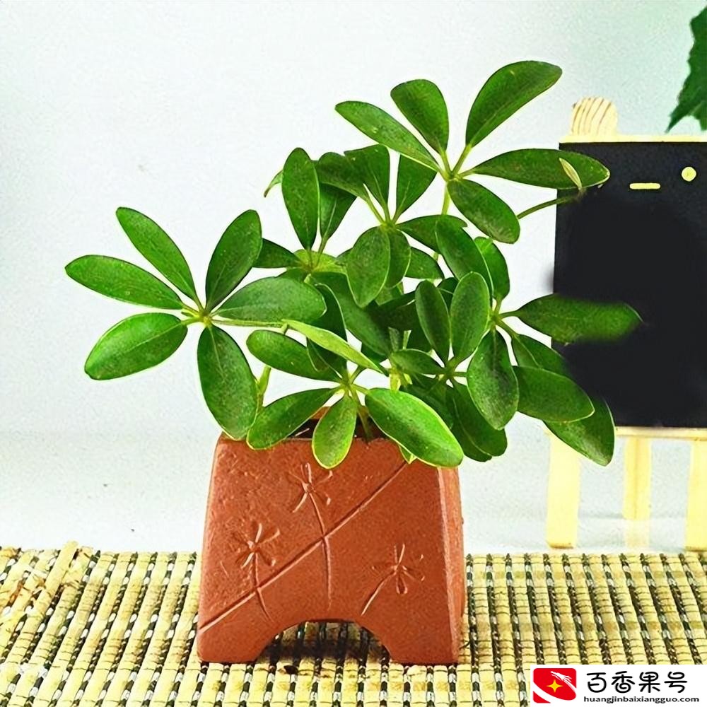 孩子卧室放什么植物旺学业