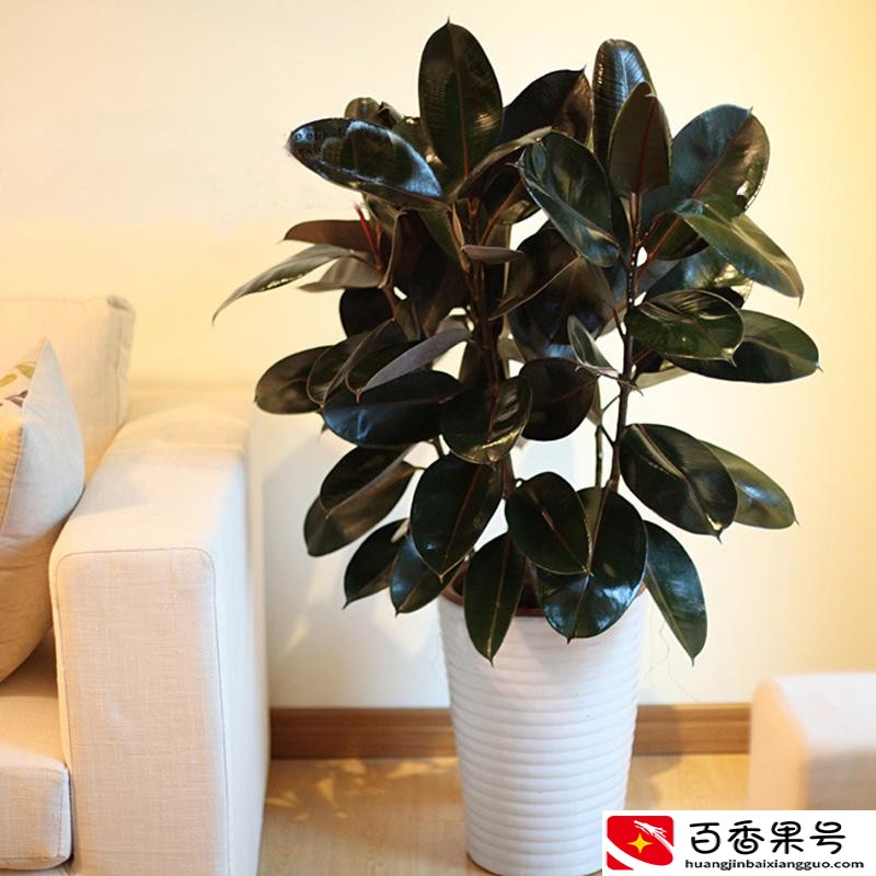 孩子卧室放什么植物旺学业