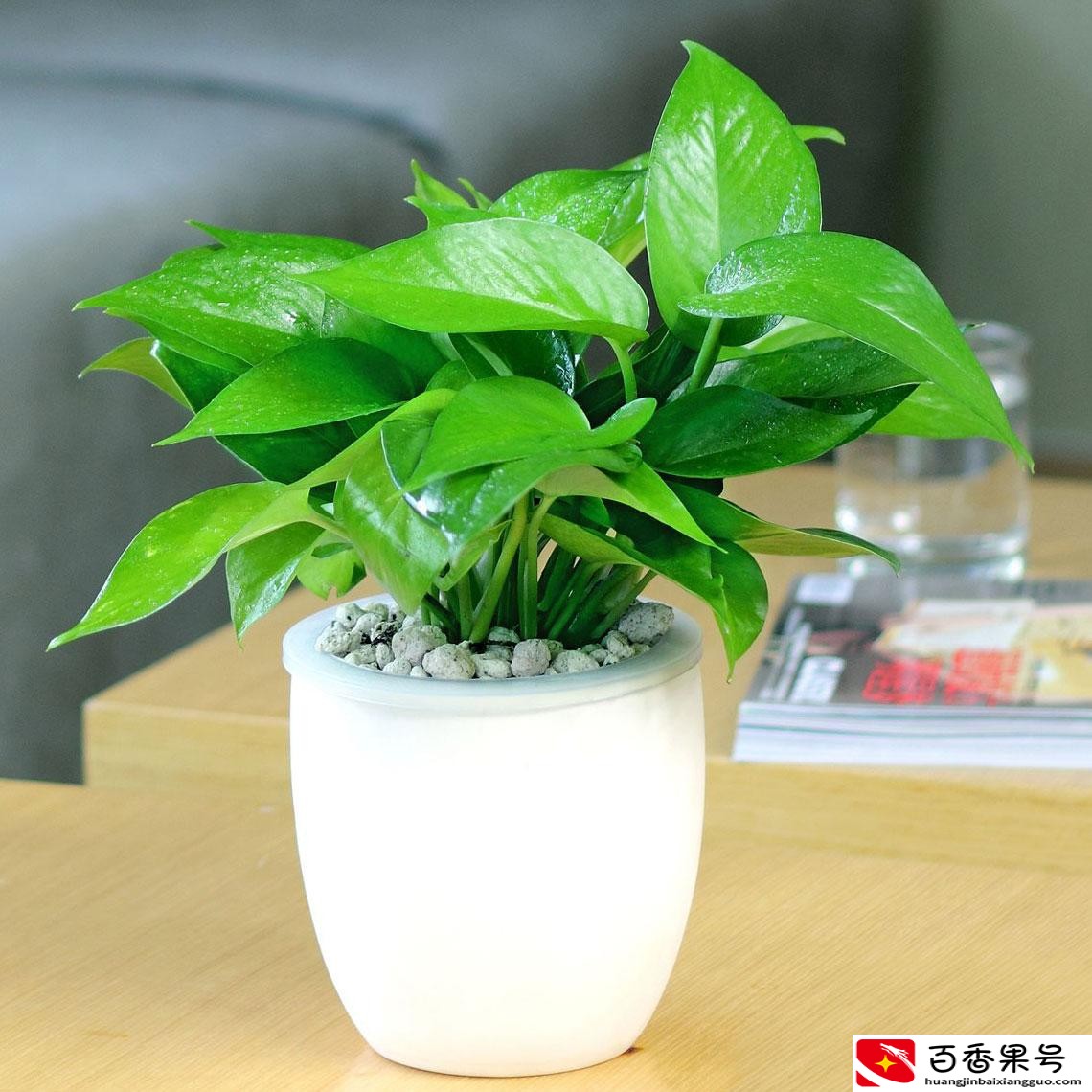 孩子卧室放什么植物旺学业
