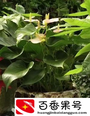 发财树应该放在什么位置最好