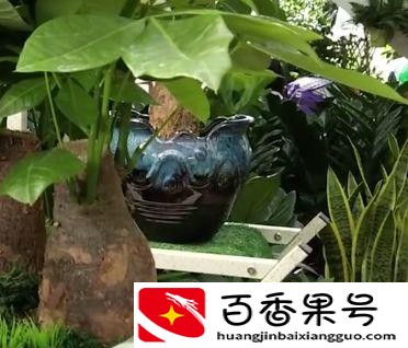 发财树应该放在什么位置最好