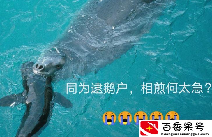 海狮和海豹的区别