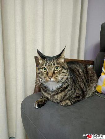把土猫当宠物养的人都是傻子