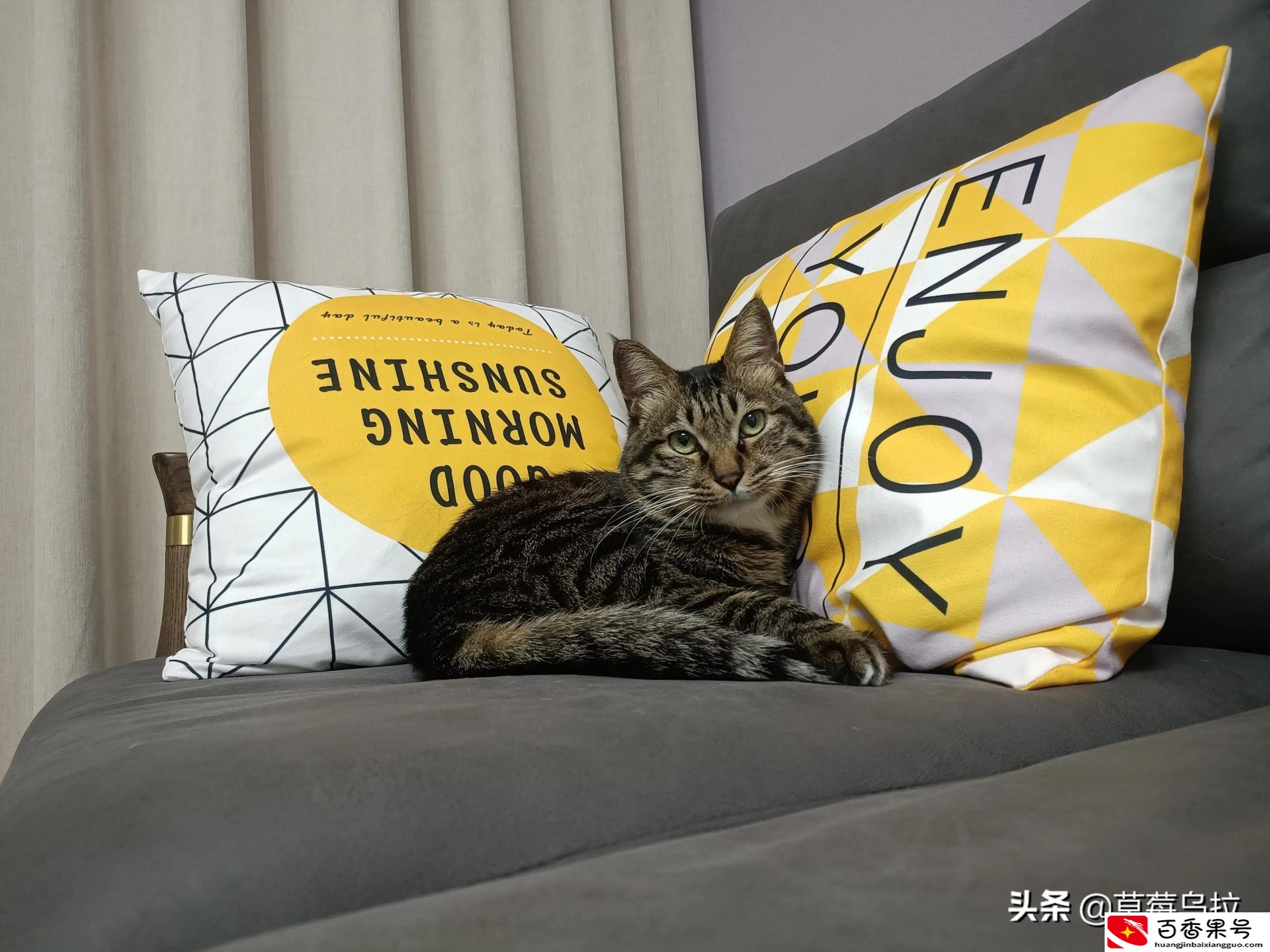 把土猫当宠物养的人都是傻子
