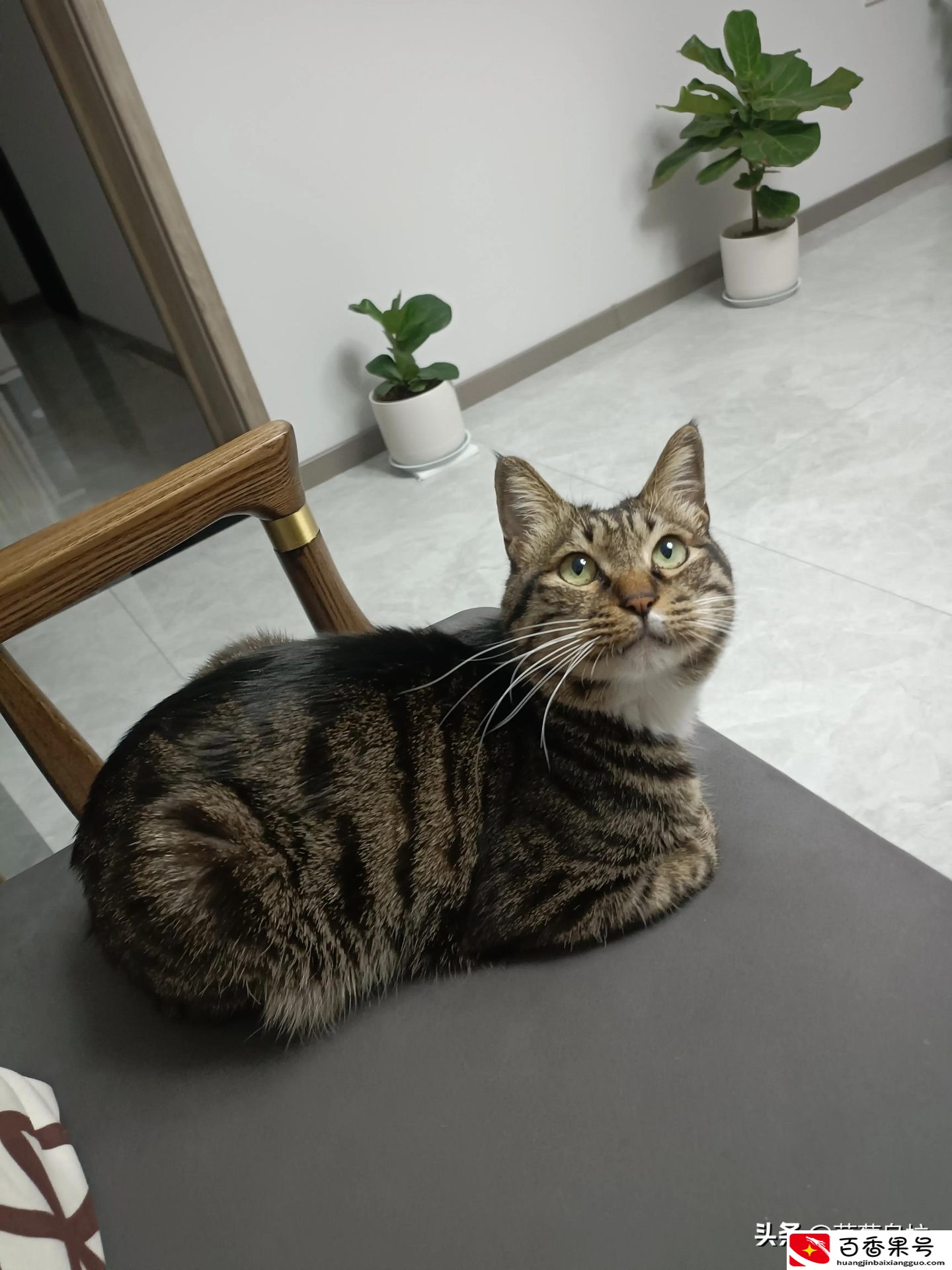 把土猫当宠物养的人都是傻子