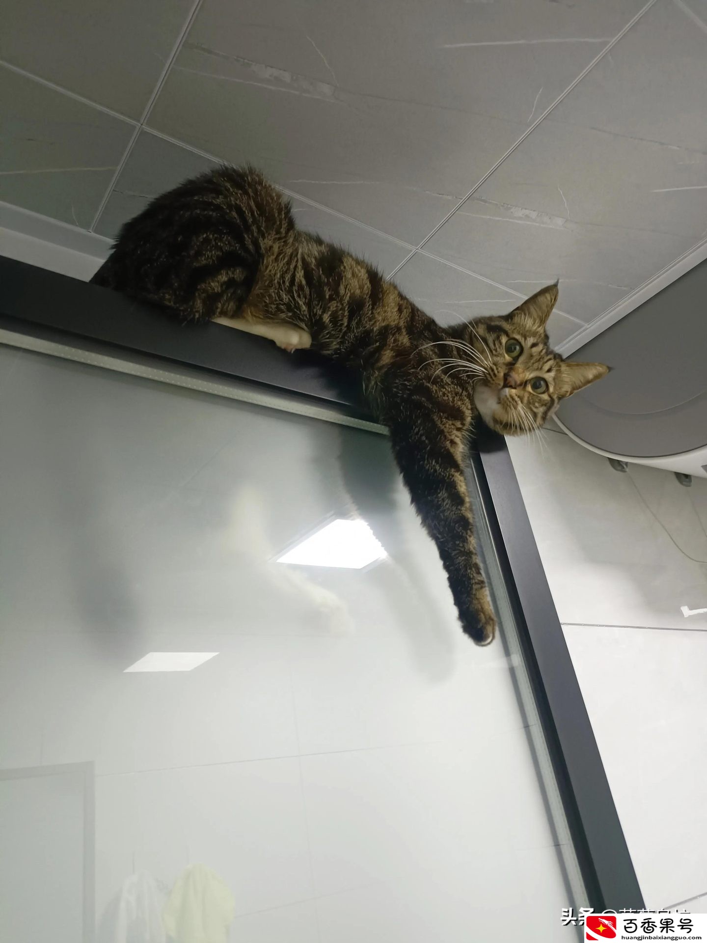 把土猫当宠物养的人都是傻子