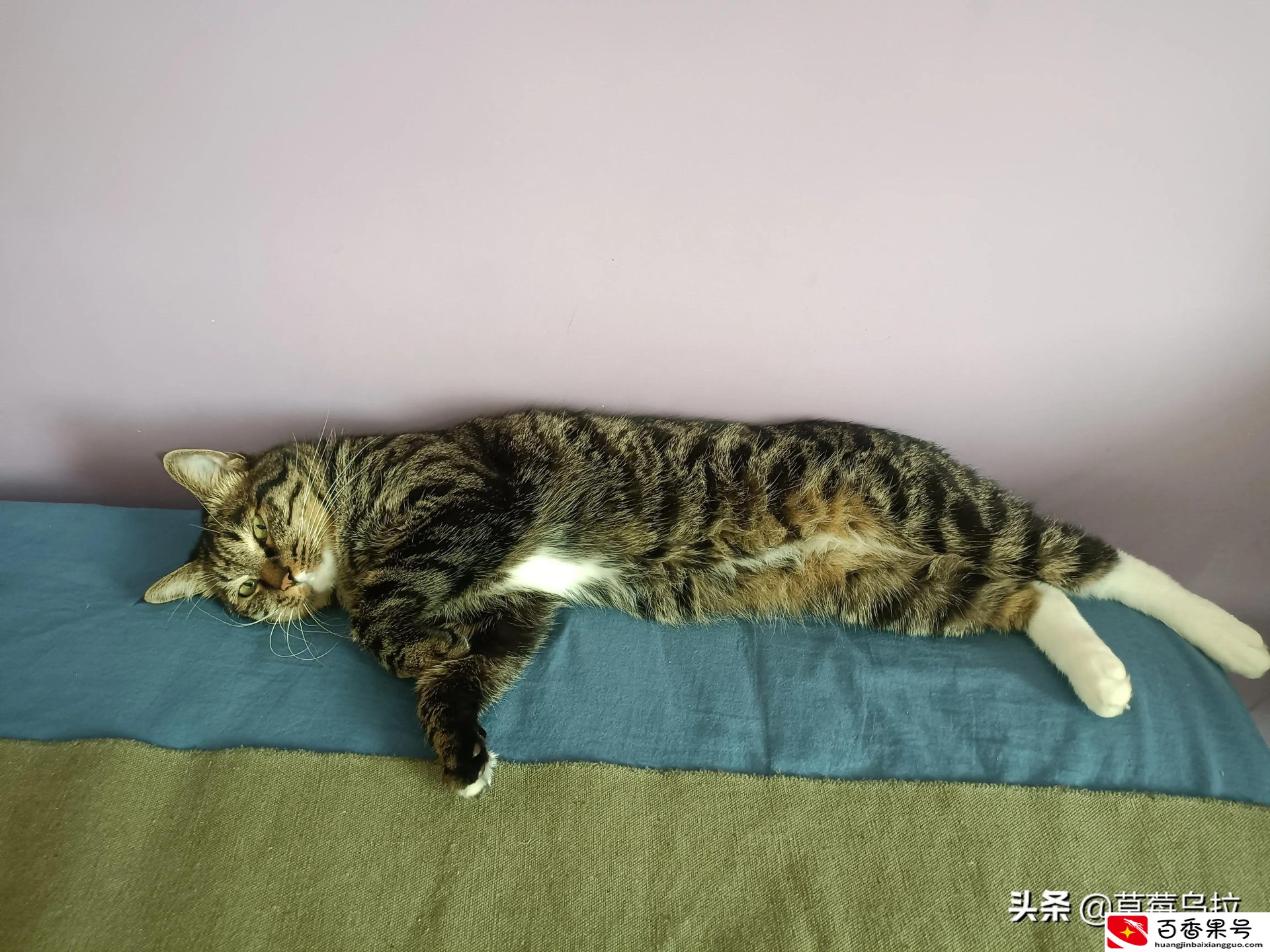 把土猫当宠物养的人都是傻子