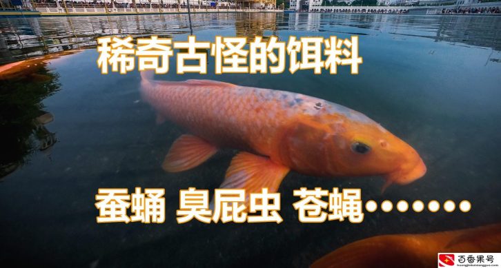 钓鱼用什么鱼饵最好？常见的鱼饵有哪些？
