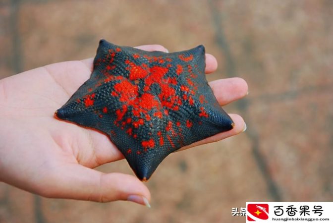 海星是不是食肉动物？海星是怎么进食的？