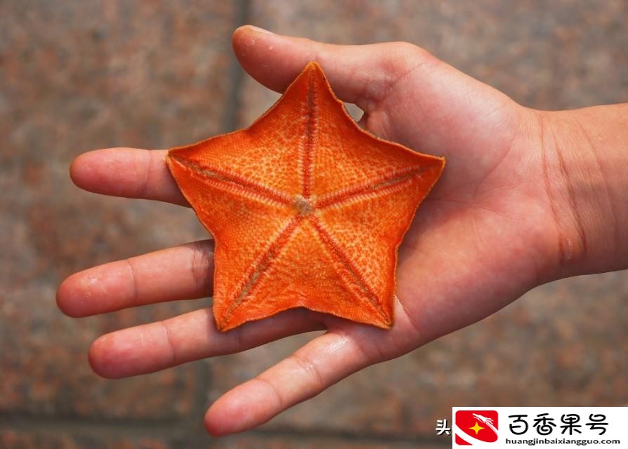 海星是不是食肉动物？海星是怎么进食的？