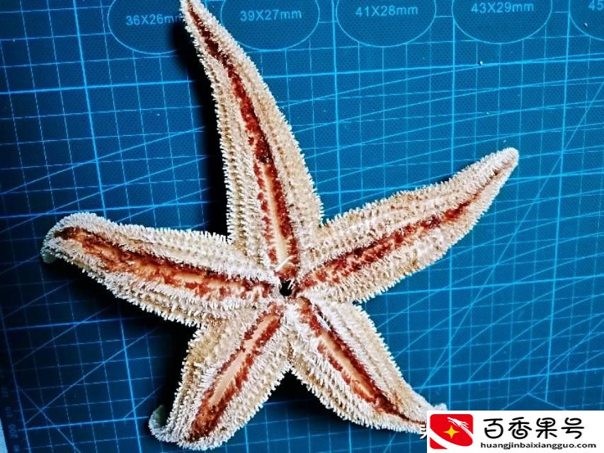 海星是不是食肉动物？海星是怎么进食的？
