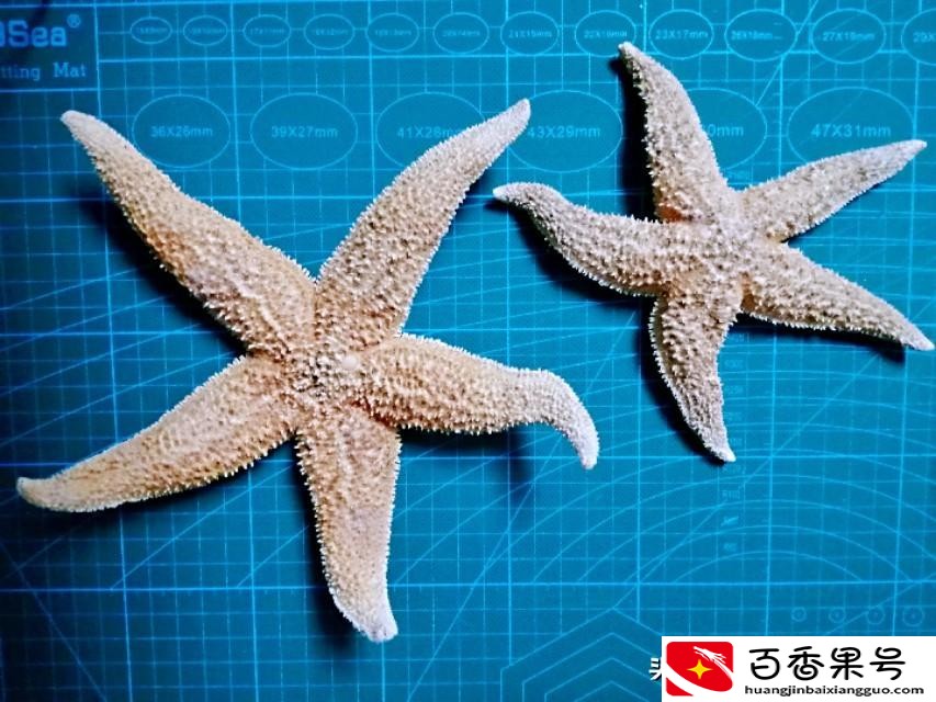 海星是不是食肉动物？海星是怎么进食的？