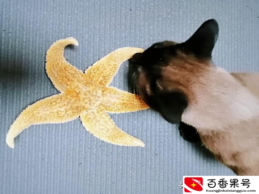 海星是不是食肉动物？海星是怎么进食的？