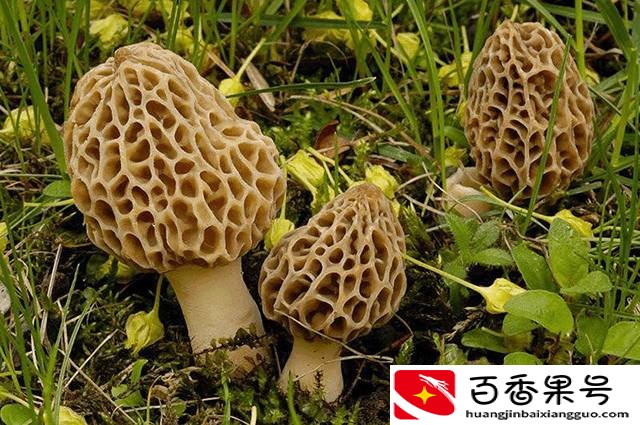 云南有什么特产？云南特产有哪些值得买？
