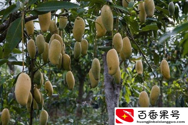 云南有什么特产？云南特产有哪些值得买？