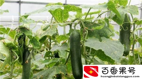 农村种植什么能致富
