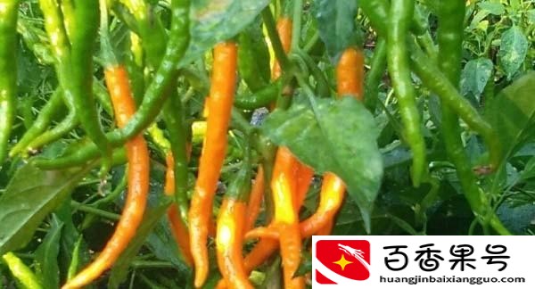 农村种植什么能致富