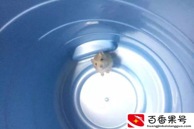 仓鼠一般养多久认主人