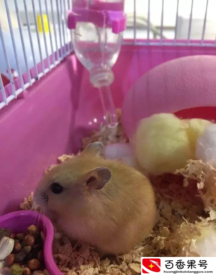 仓鼠一般养多久认主人