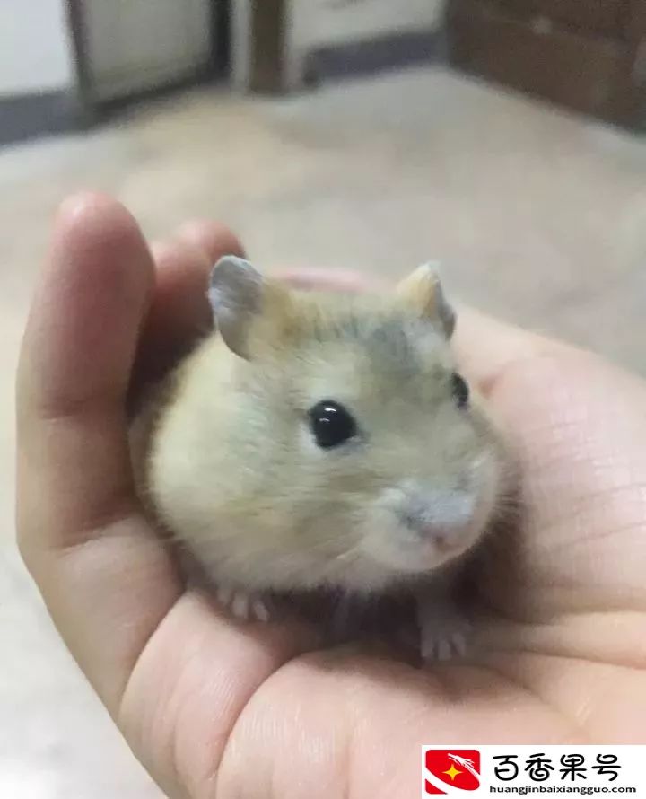 仓鼠一般养多久认主人