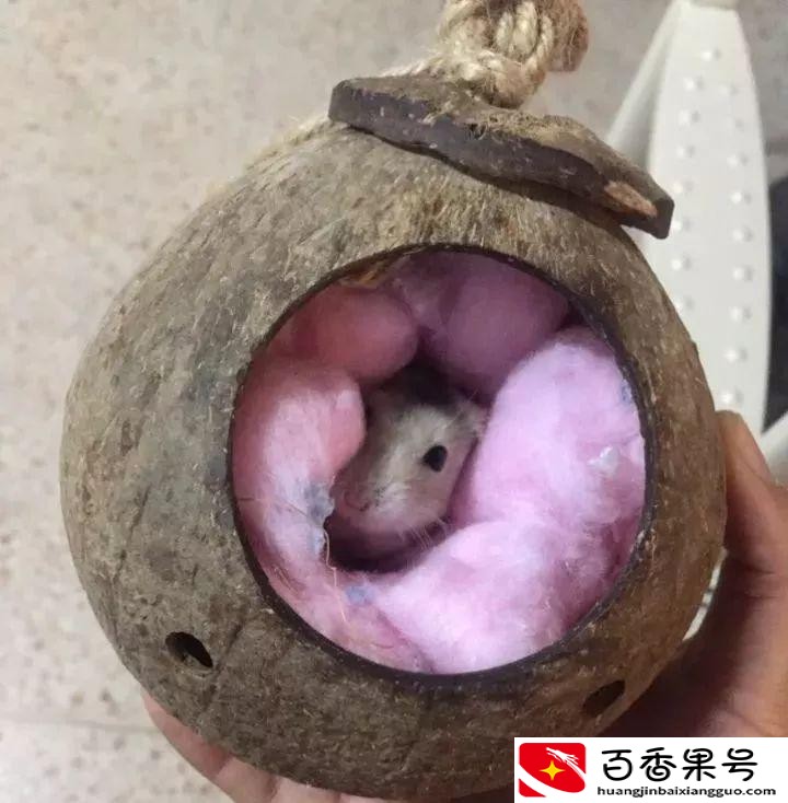 仓鼠一般养多久认主人