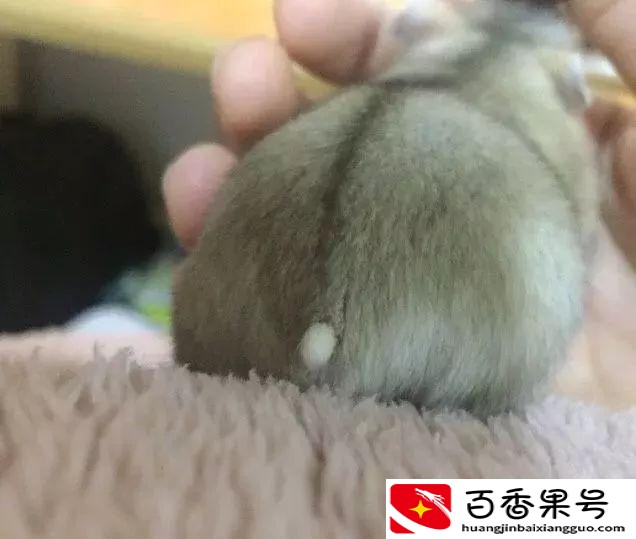 仓鼠一般养多久认主人