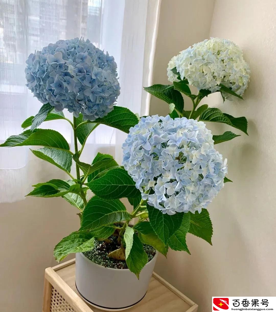 送男朋友花送什么花合适