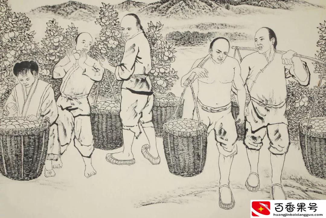 陈皮哪个品牌正宗？新会陈皮就是橘子皮吗？