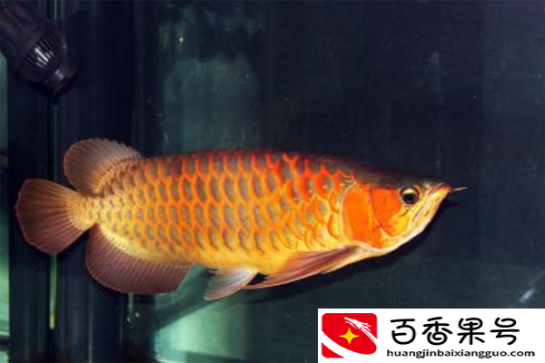 金龙鱼多少钱一条