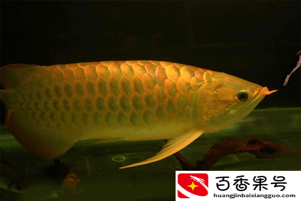 金龙鱼多少钱一条