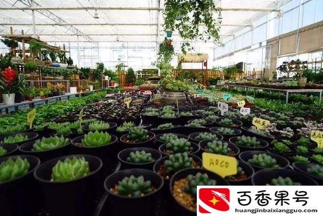 成都水果批发市场哪里最便宜