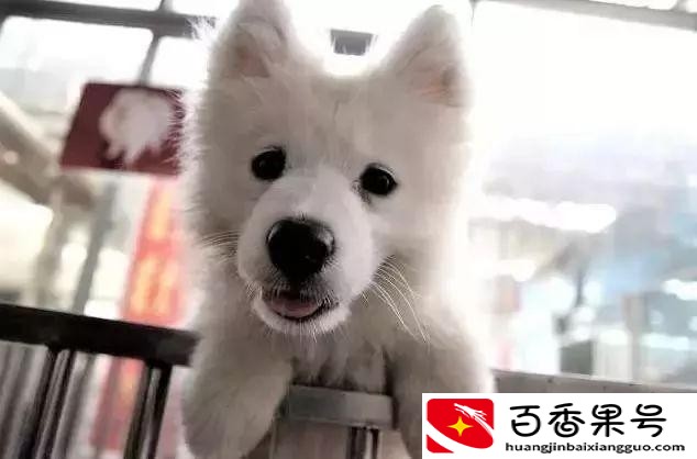 成都水果批发市场哪里最便宜