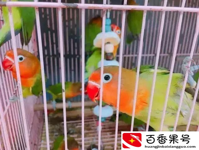 成都水果批发市场哪里最便宜