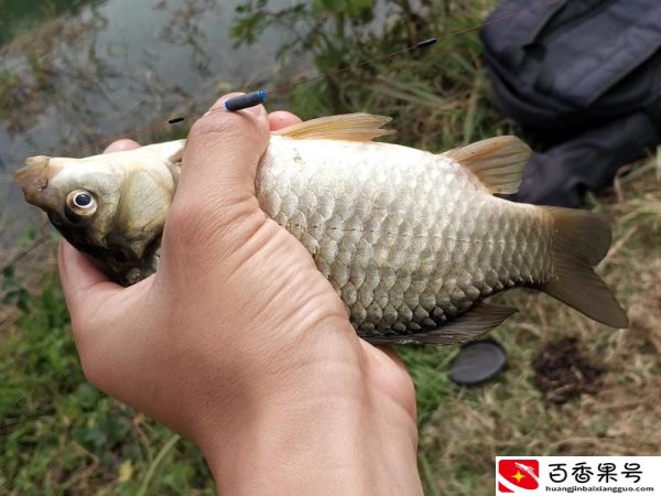 钓鱼什么时候提杆最好