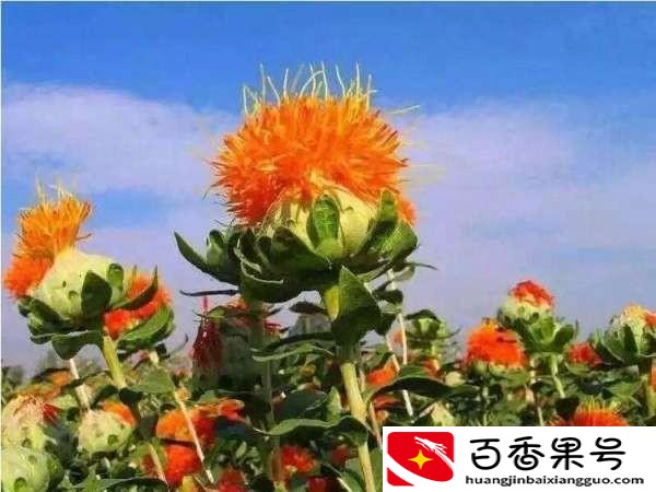 西藏特产有哪些值得购买