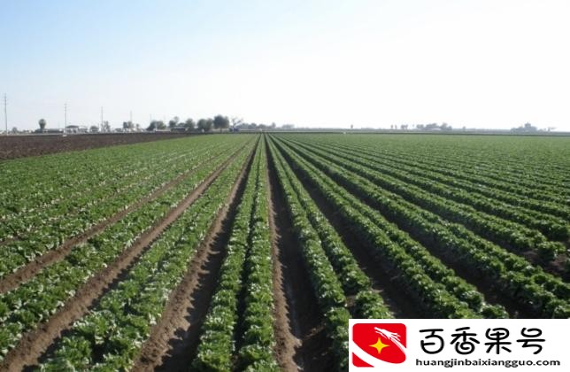 一亩地是几米x几米