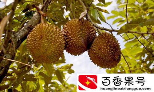 榴莲产地在我国哪里？榴莲产地来自哪里？