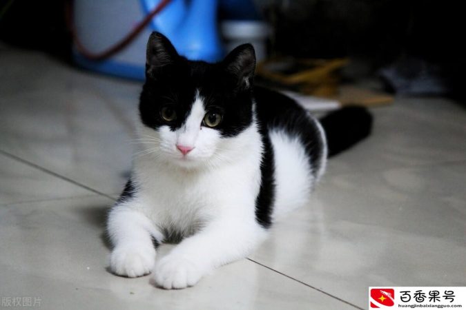 养猫聚财还是破财