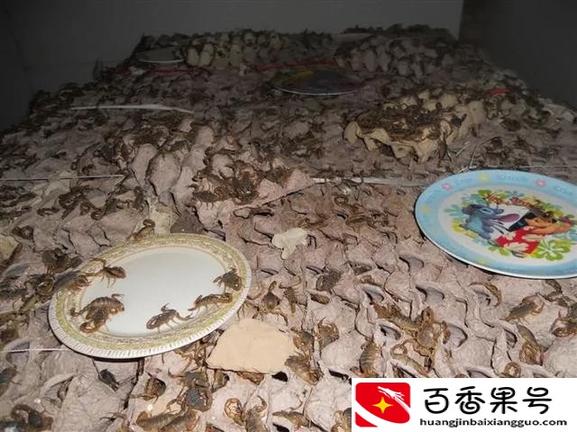 养蝎子能赚钱吗