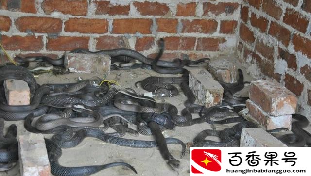 新手养什么比较挣钱