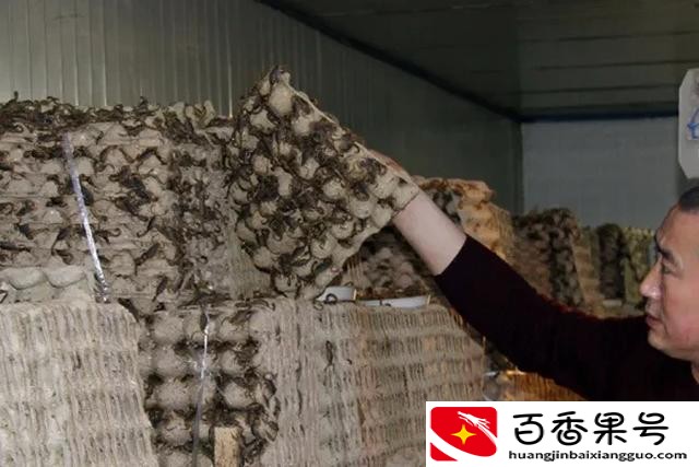 养蝎子能赚钱吗