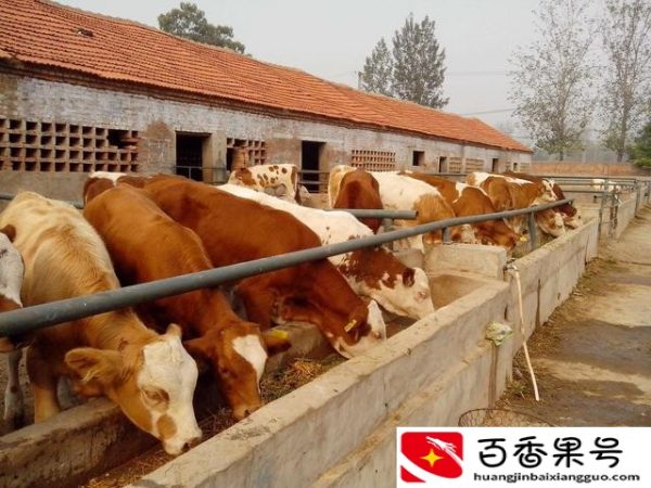 养牛的利润？农村养牛的利润与成本是多少钱？