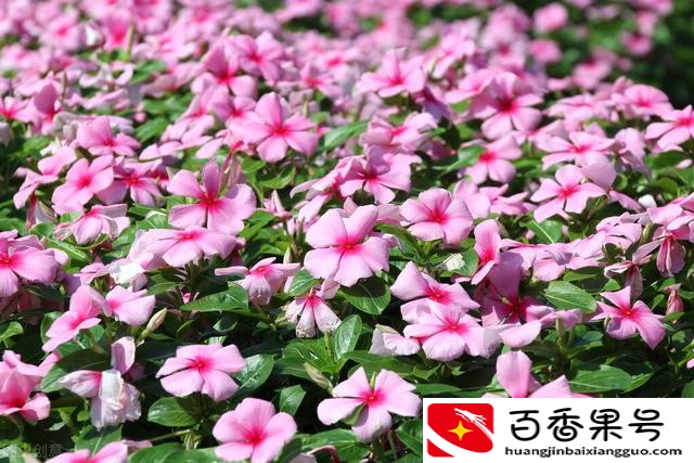 送男友什么花比较适合