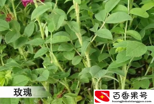 玫瑰和月季的区别